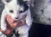 Mixed litter kittens