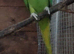 Ringneck
