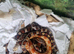 7 cornsnakes