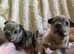Confident and Cute French Bulldog puppies