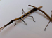 2 Speckled patch stick insects (Hermagoras foliopeda "Waigeo Island")