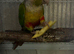Pineapple conure