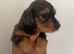 Beautiful Hairy dachshund puppies