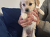 4 adorable puppies for sale