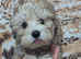 Havanese Pappy's girl