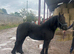 3 yo fell pony gelding