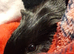 Male guinea pig