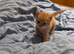 5 Male Kittens for Sale