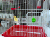 Canary
