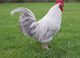 French Silver Lavender Marans Pair Cock and Hen Chicken