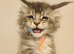 tica registered females mainecoon shaded line