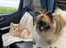 Pomeranian puppies 2 girls 1 boy
