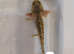 Axolotl jeuveniles