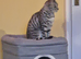 3 year old Bengal female