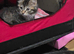 Tabby kitten