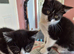 Healthy b+w kittens ready now