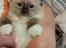 GCCF Ragdoll kittens Reduced
