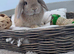 Pure bred mini lop rabbits