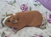 3 guinea pig sows hairless carriers