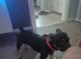 Kc registered french bulldog