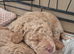 Beautiful Cockerpoo pups