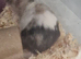 Harlyquin the mouse