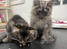 2 beautiful Maine coon boys