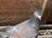 Rubella coloured racers