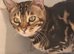 Tica Bengal Chocolate Marbled April speyed female
