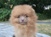 Last beaver lilac female puppy available