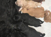 Gorgeous f1 Shih poo puppies