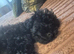 Male cockapoo puppies