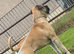 Dog for sale