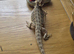 Baby bearded dragons