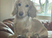Small Standard Long-Haired Dachshund Puppies