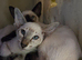Seal Tabby Point siamese boy