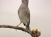 2025 lizard canary hen