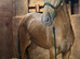 Buckskin Reg Welsh D