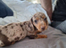 Minature dachshunds