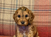 8x beautiful cockapoo puppies 5 boys 3 girls