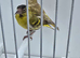 BEAUTIFUL PROVEN PAIR OF YELLOW PASTEL SISKIN
