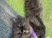 Adorable longhaired Black with Ghost Tabby Markings