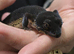 Group of pure and dark cross black night leopard geckos
