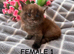 BEAUTIFUL KITTENS