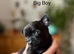 Gorgeous Black Blue Chihuahua Puppies London N1