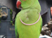 Baby Green ringneck parrot