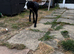 Pup for rehoming