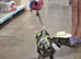Kc registered blue Italian greyhounds