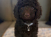 Ready to leave chocolate boy!!!