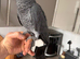African grey Pirates for sale